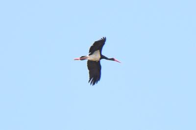 Ciconia nigra