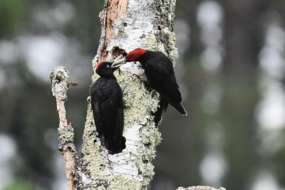 Dryocopus martius