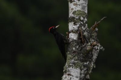 Dryocopus martius