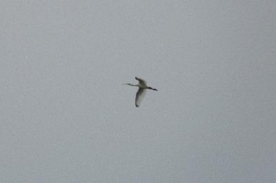Platalea leucorodia