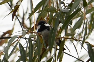 Periparus ater
