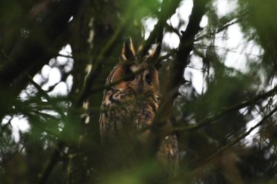 Asio otus