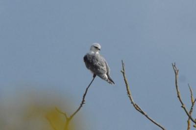 Elanus caeruleus