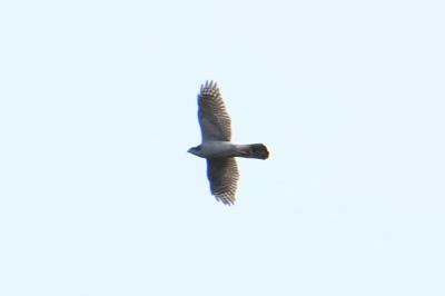Accipiter gentilis
