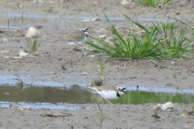 Charadrius dubius