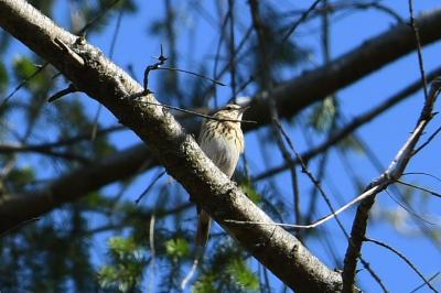 Anthus trivialis