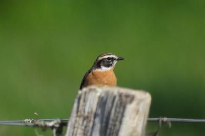 Saxicola rubetra