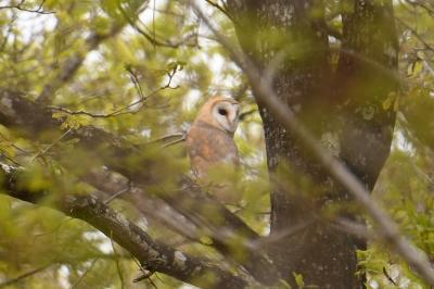 Tyto alba