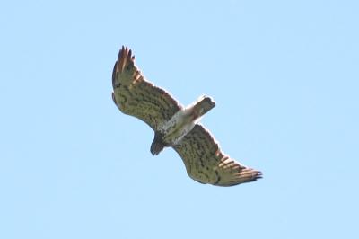 Circaetus gallicus