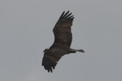 Balbuzard pêcheur