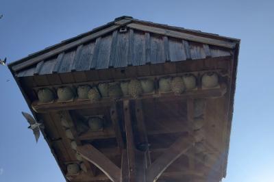 Hirondelle de fenêtre