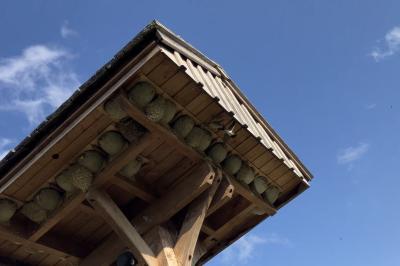 Hirondelle de fenêtre