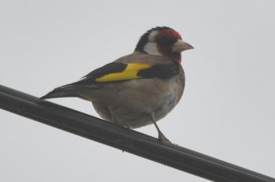 Carduelis carduelis