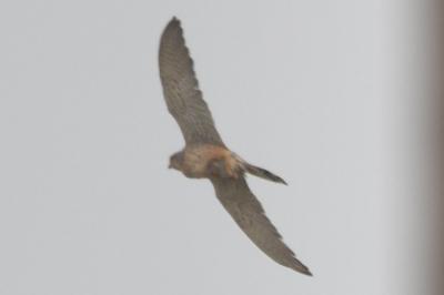 Faucon crécerelle
