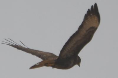 Buse variable