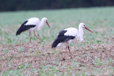 Cigogne blanche