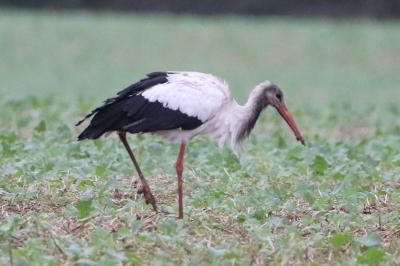 Cigogne blanche