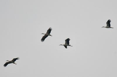 Cigogne blanche