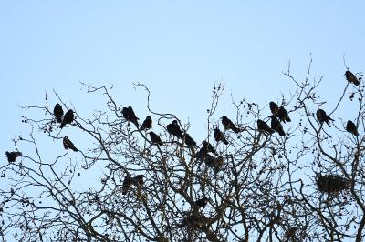 Corbeau freux