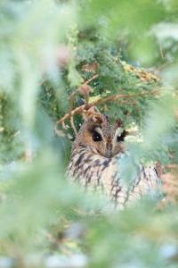 Hibou moyen-duc