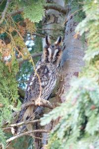 Hibou moyen-duc