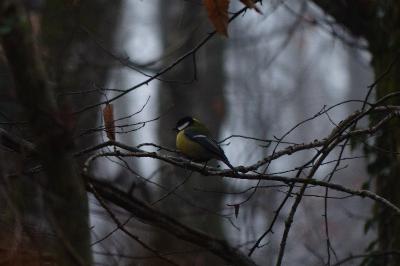 Mésange charbonnière