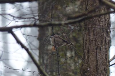 Mésange nonnette