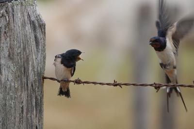 Hirundo rustica