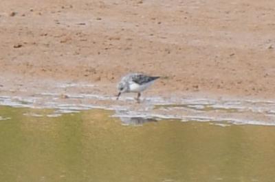 Bécasseau sanderling