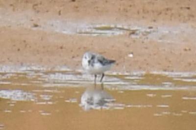 Bécasseau sanderling