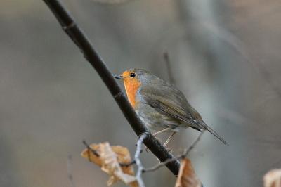 Rougegorge familier