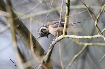 Mésange huppée