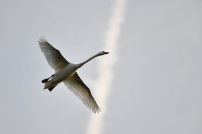 Cygne tuberculé