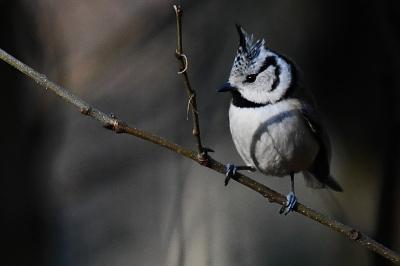 Mésange huppée
