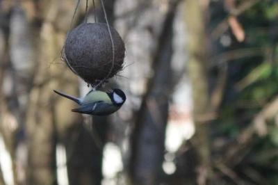Mésange charbonnière