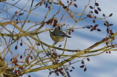 Mésange bleue