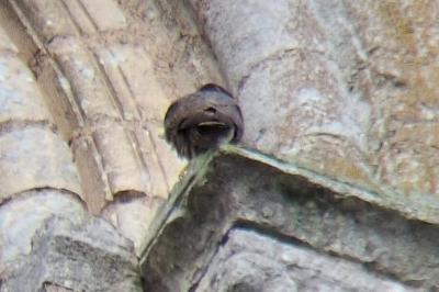 Faucon pèlerin