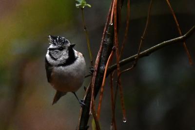 Mésange huppée