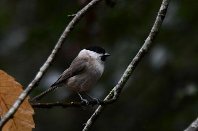 Poecile palustris