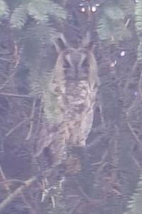 Hibou moyen-duc