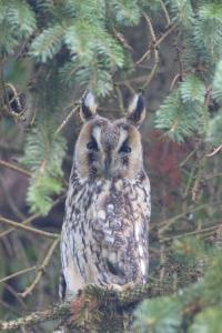 Hibou moyen-duc