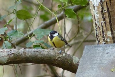 Mésange charbonnière