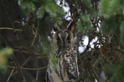 Hibou moyen-duc