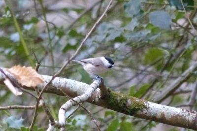 Mésange nonnette