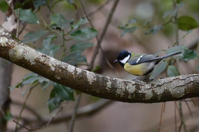 Mésange charbonnière