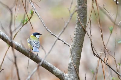 Mésange charbonnière