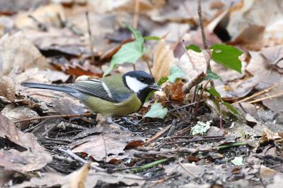 Mésange charbonnière