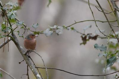 Pinson des arbres