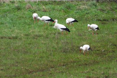 Cigogne blanche