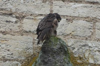 Faucon pèlerin